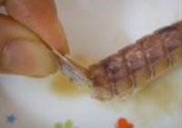 清蒸皮皮虾的做法 步骤7
