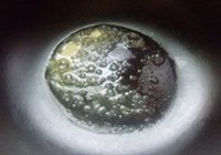 金汤牛尾的做法 步骤5