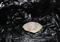 胡萝卜冬菇猪肉馅馄饨的做法 步骤6