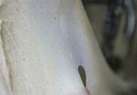 欧式面包的做法 步骤2