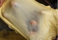巧克力布里欧的做法 步骤4