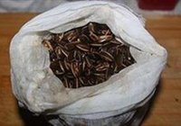 五香瓜子的做法 步骤6