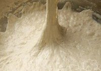 巧克力面包花的做法 步骤1