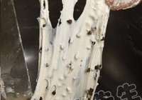 巧克力面包花的做法 步骤5