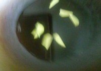 陈年花雕焗大闸蟹的做法 步骤4