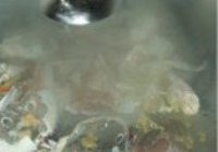 蚝香海蟹的做法 步骤6