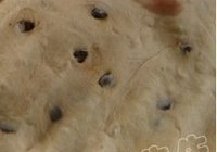 维也纳面包的做法 步骤6