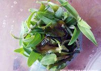 蜂蜜铁皮石斛汁的做法 步骤1