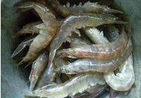 麻辣干锅虾的做法 步骤4