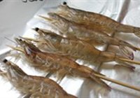 黑椒盐焗虾的做法 步骤3