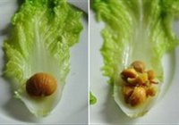 娃娃菜板栗卷的做法 步骤8