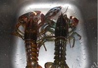 龙虾烩面的做法 步骤1