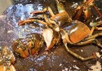 龙虾烩面的做法 步骤4