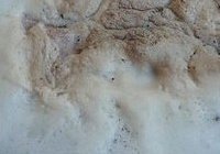 萝卜粉条烧排骨的做法 步骤2