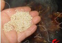 青苹果排骨的做法 步骤8