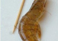 蒜香酥脆大虾的做法 步骤2