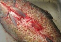 腌腊鱼的做法 步骤8