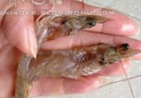蒜蓉开边虾的做法 步骤5