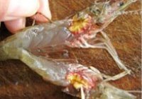 蒜蓉开边虾的做法 步骤4